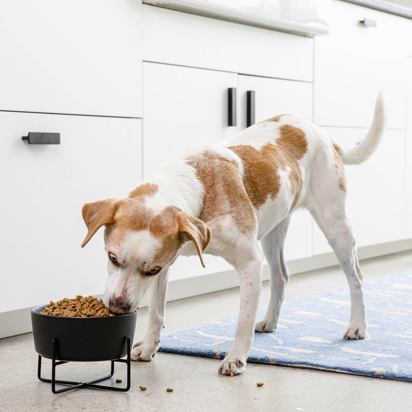 Simple Solid Bowl + Dog Bowl Stand by Waggo