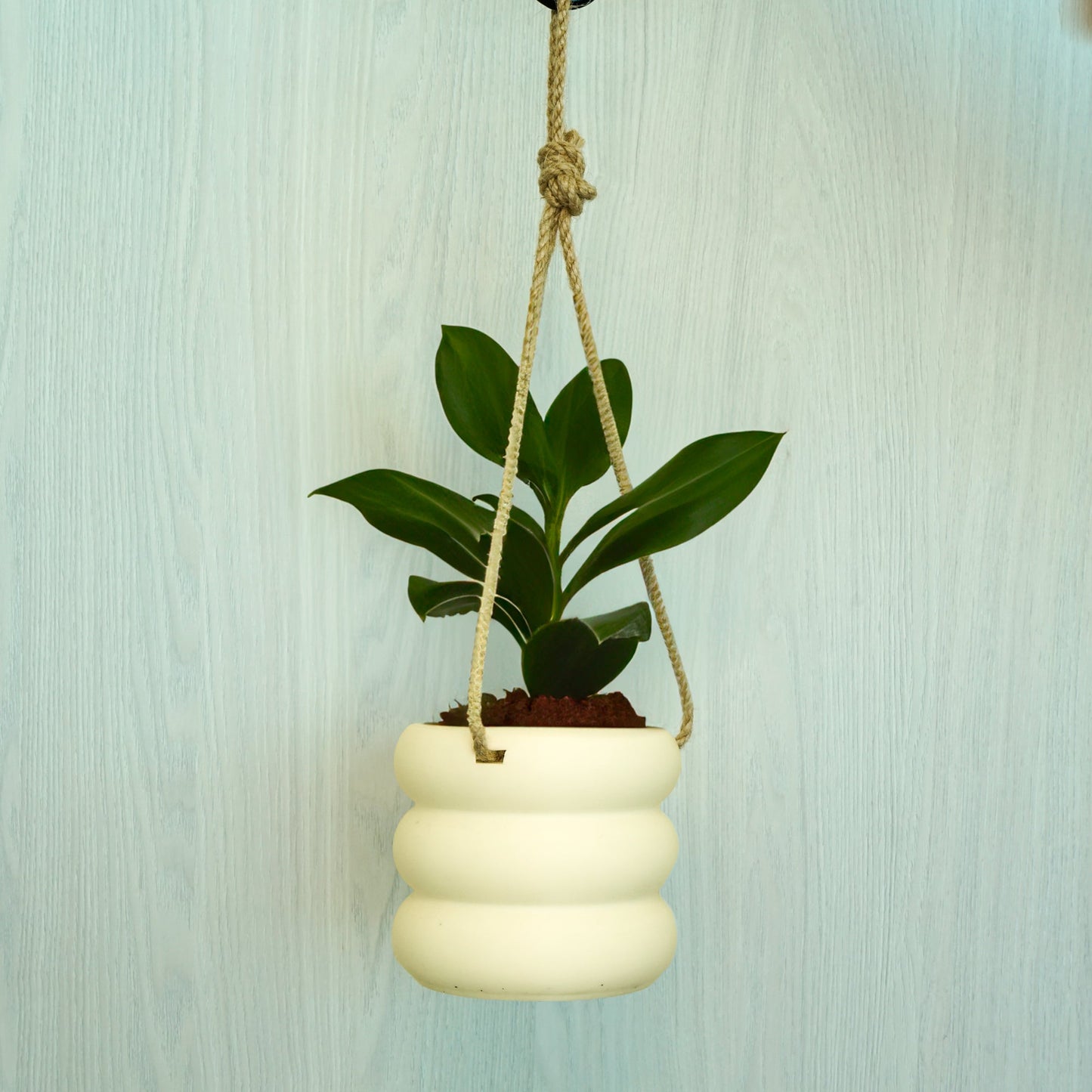 Hanging Bubble Pot, 3D Printed Planter, Hanging Wall Planter with Drainage, Minimal Decor, 4 5 6 7 8 Inch Plant Pots in Matte Terracotta by Rosebud HomeGoods