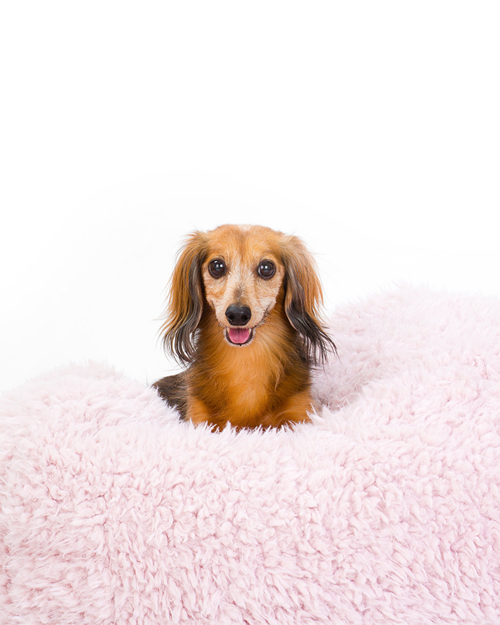 POD DOG BED by MODERNBEAST