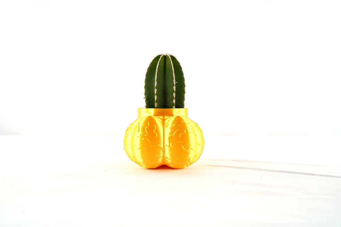 Sir Richard Plant Pot With Drainage, Funny Gag Gifts for Cactus Lovers by Rosebud HomeGoods