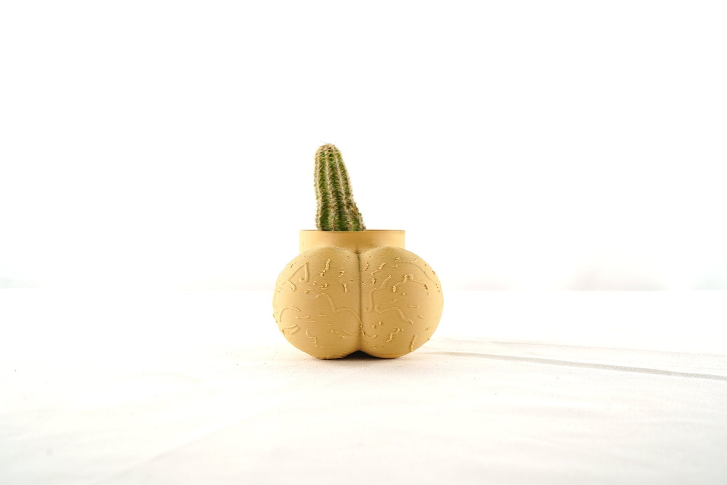 Sir Richard Plant Pot With Drainage, Funny Gag Gifts for Cactus Lovers by Rosebud HomeGoods