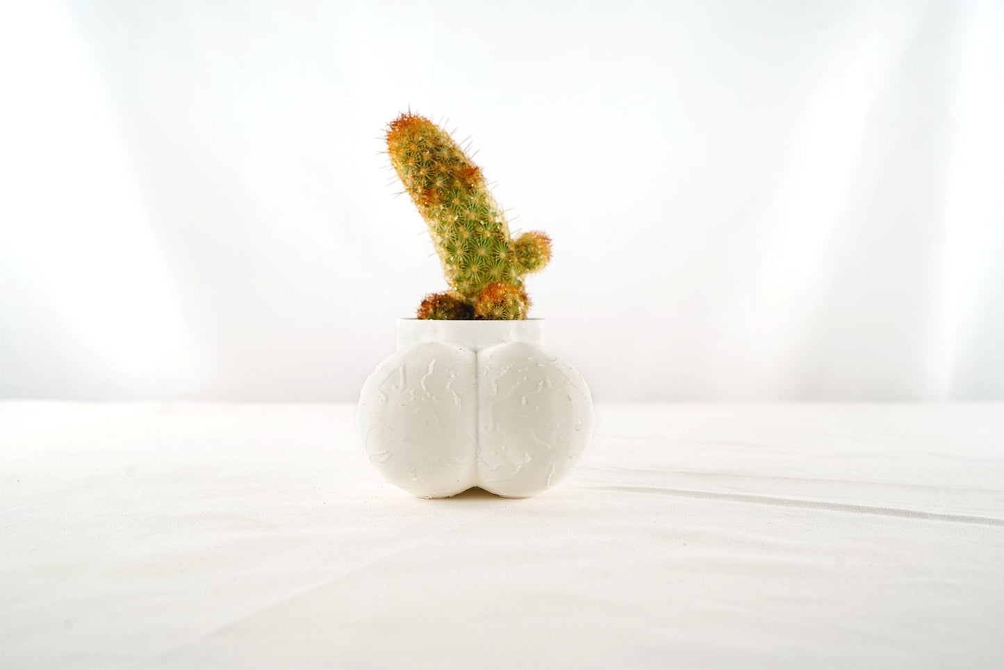 Sir Richard Plant Pot With Drainage, Funny Gag Gifts for Cactus Lovers by Rosebud HomeGoods