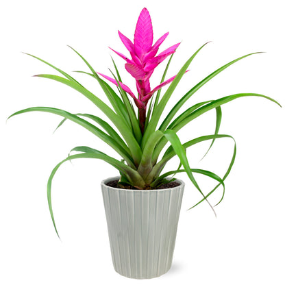 Pink Bromeliad by BloomsyBox