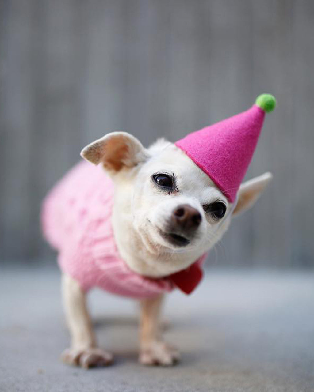PAWTY HAT by MODERNBEAST